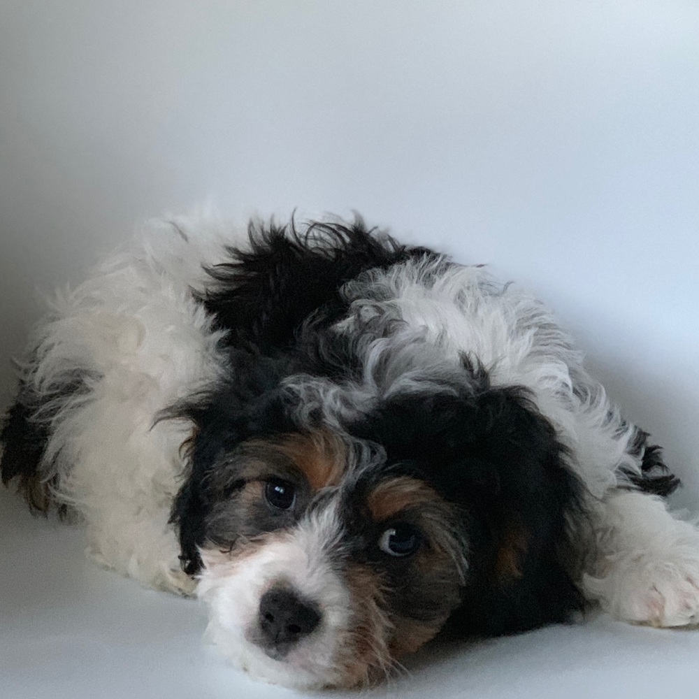 Meet your Posher, Yuka